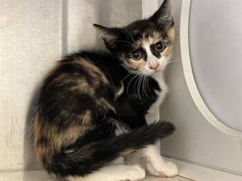 Domestic Short Hair Cats Available for Adoption in Tustin, California - PANCAKE | PetCurious