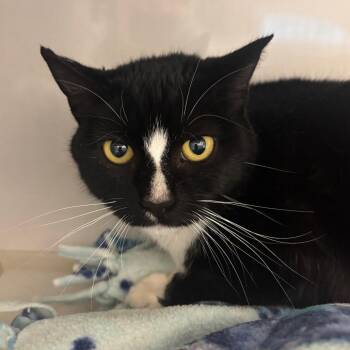 Domestic Short Hair Cats Available for Adoption - Olive | PetCurious