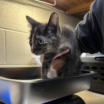 American Shorthair Cats Available for Adoption - Tuna Helper | PetCurious