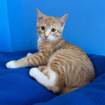 Teds -  Domestic Short Hair Cat for Adoption in Mankato, Minnesota - Teds | PetCurious