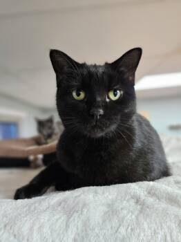 Rescue Domestic Short Hair Cats for Adoption in Kingston, New York - Mystique | PetCurious