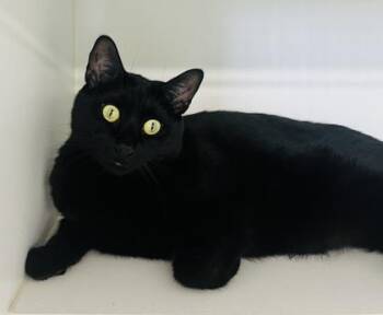 007 -  Domestic Short Hair Cat for Adoption in Savannah, Georgia - 007 | PetCurious