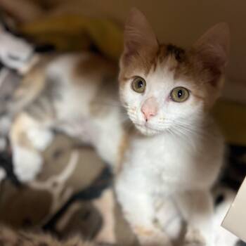 Lightning -  Domestic Medium Hair Cat for Adoption in South Elgin, Illinois - Lightning | PetCurious