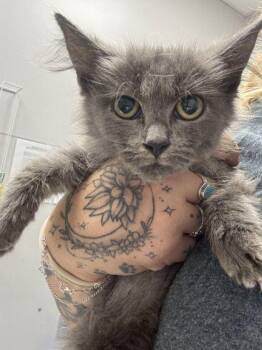 Lunchbox -  Domestic Long Hair and Domestic Short Hair Cat for Adoption in Sevierville, Tennessee - Lunchbox | PetCurious