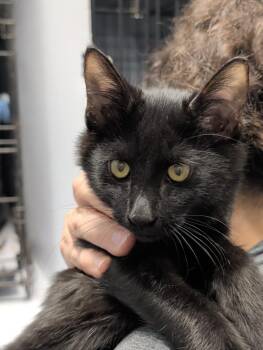 Fawkes -  Domestic Medium Hair Cat for Adoption in Denham Springs, Louisiana - Fawkes | PetCurious