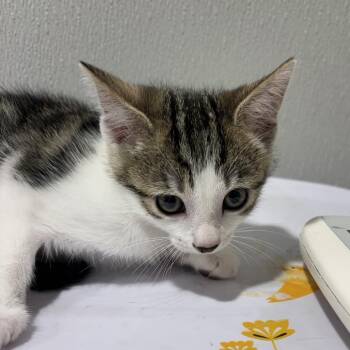 Delilah -  Domestic Medium Hair Cat for Adoption in Tampa, Florida - Delilah | PetCurious