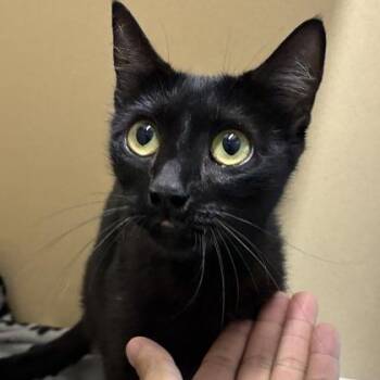 Anya -  Domestic Short Hair Cat for Adoption in Converse, Texas - Anya | PetCurious