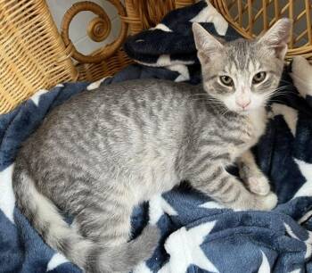 Artemus (a lap-loving kitten who will melt from your attention) -  Tabby Cat for Adoption in Lemoyne, Pennsylvania - Artemus (a Lap-loving Kitten Who Will Melt From Your Attention) | PetCurious