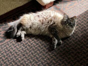 Siamese Cats Available for Adoption in Las Vegas, Nevada - SULLY | PetCurious