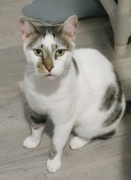 Rescue Domestic Short Hair Cats for Adoption in Pompano Beach, Florida - Pretty Boy | PetCurious