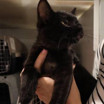 Chai -  Domestic Short Hair Cat for Adoption in Saint Charles, Missouri - Chai | PetCurious