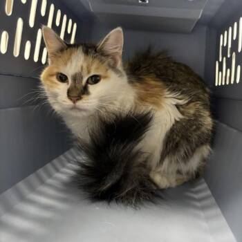 Domestic Medium Hair Cats Available for Adoption in Des Moines, Iowa - Genavieve | PetCurious