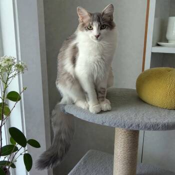 Domestic Short Hair Cats Available for Adoption - Betty White | PetCurious