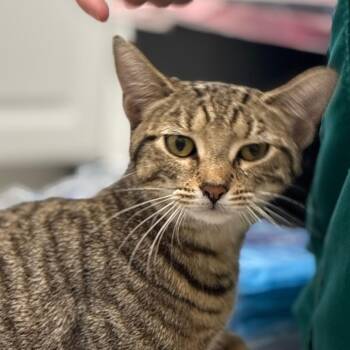 Domestic Short Hair Cats Available for Adoption in Philadelphia, Pennsylvania - Camden | PetCurious