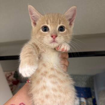 Dyson -  Domestic Short Hair Cat for Adoption in Oshkosh, Wisconsin - Dyson | PetCurious