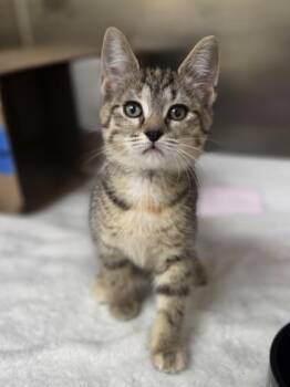 Icee Pop -  Domestic Short Hair Cat for Adoption in Westland, Michigan - Icee Pop | PetCurious