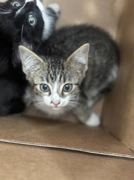 MIRABEL -  Domestic Short Hair Cat for Adoption in Dallas, Texas - MIRABEL | PetCurious
