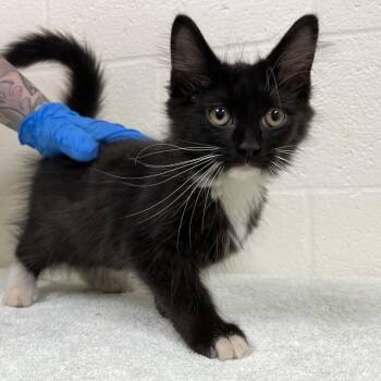 Surprised Pikachu -  Domestic Medium Hair Cat for Adoption in Fredericksburg, Virginia - Surprised Pikachu | PetCurious