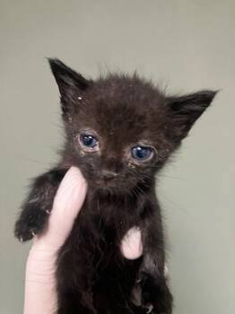 ESPRESSO -  Domestic Short Hair Cat for Adoption in Jacksonville, Florida - ESPRESSO | PetCurious