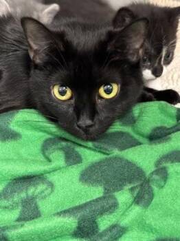 Harriet 440-26 -  Domestic Short Hair Cat for Adoption in Cumming, Georgia - Harriet 440-26 | PetCurious
