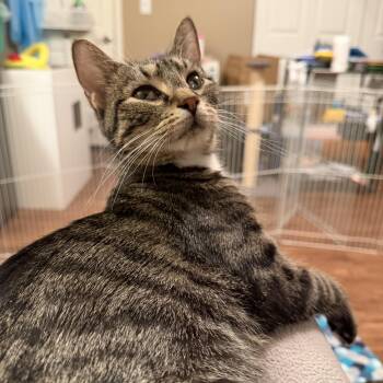 Domestic Short Hair Cats Available for Adoption - Kaena | PetCurious