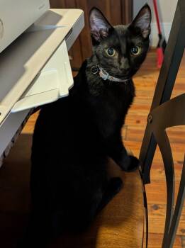 Silas -  Domestic Short Hair Cat for Adoption in Grovetown, Georgia - Silas | PetCurious
