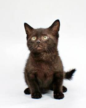 Domestic Short Hair Cats Available for Adoption in Morton Grove, Illinois - Shadow | PetCurious