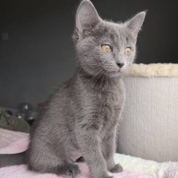 Barbara Gordon -  Domestic Short Hair Cat for Adoption in Seymour, Tennessee - Barbara Gordon | PetCurious