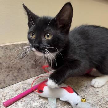 Squinkie -  Domestic Short Hair Cat Available for Adoption in York, Pennsylvania - Squinkie | PetCurious