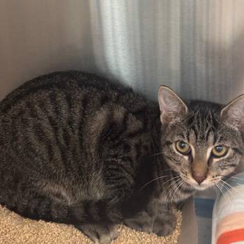 Stan -  Domestic Short Hair Cat for Adoption in Tampa, Florida - Stan | PetCurious