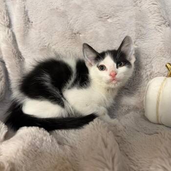Grogu -  Domestic Medium Hair Cat for Adoption in Lewisville, Texas - Grogu | PetCurious