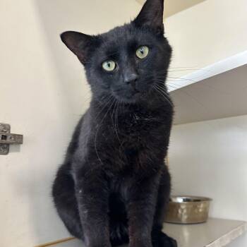 Rescue Domestic Short Hair Cats for Adoption in Mokena, Illinois - Baby Boy | PetCurious