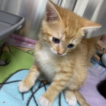 Rescue Domestic Short Hair Cats for Adoption in Hannibal, Missouri - Biscuit | PetCurious