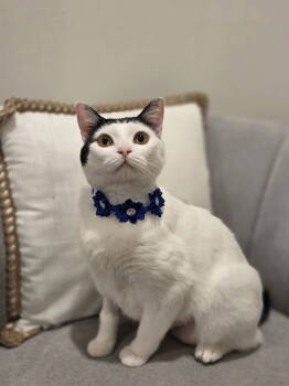 Rescue Domestic Short Hair Cats for Adoption in Attalla, Alabama - Barbara | PetCurious