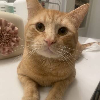 Rescue American Shorthair Cats for Adoption in Las Vegas, Nevada - BEBE | PetCurious