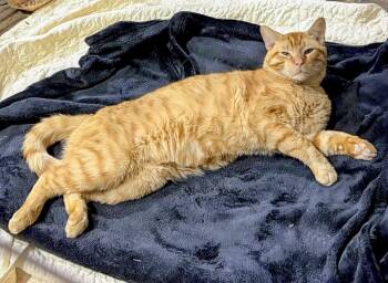 Domestic Short Hair Cats Available for Adoption in Murfreesboro, Tennessee - Sunshine Aka "Pal" | PetCurious