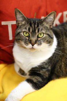 Rescue Domestic Short Hair Cats for Adoption in Toledo, Ohio - Josie | PetCurious