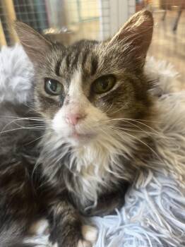 Rescue Tabby Cats for Adoption in Grand Rapids, Michigan - Demi | PetCurious