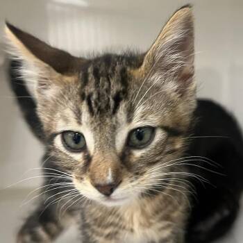 Domestic Short Hair Cats Available for Adoption in Redwood City, California - Lennon | PetCurious