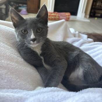 Matilda -  Domestic Short Hair Cat for Adoption in Antioch, California - Matilda | PetCurious