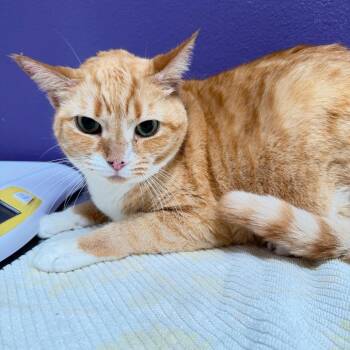 Clementine -  American Shorthair Cat for Adoption in Englewood, Florida - Clementine | PetCurious