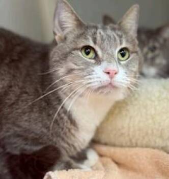 PRETTY BOY -  Domestic Short Hair Cat for Adoption in Westminster, Maryland - PRETTY BOY | PetCurious