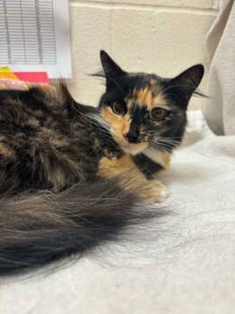 Groovy -  Domestic Medium Hair Cat for Adoption in Santa Rosa, California - Groovy | PetCurious