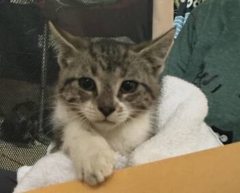London -  Domestic Short Hair Cat for Adoption in Ben Avon, Pennsylvania - London | PetCurious