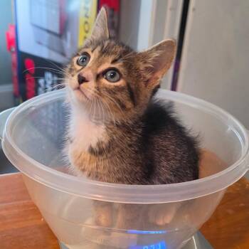 Boots -  Domestic Short Hair Cat for Adoption in NEW PT RICHEY, Florida - Boots | PetCurious