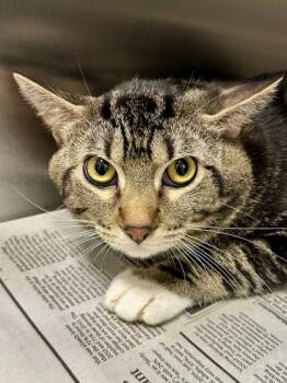 Marco -  Domestic Short Hair Cat for Adoption in Wichita, Kansas - Marco | PetCurious