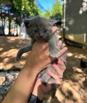 Domestic Short Hair Cats Available for Adoption in Lawrenceville, Georgia - Stevie Nicks | PetCurious