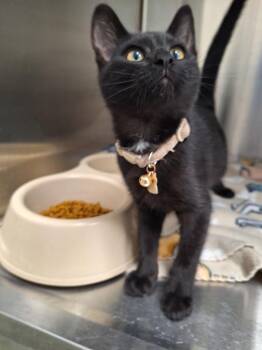 Leo -  Domestic Short Hair Cat for Adoption in Noble, Oklahoma - Leo | PetCurious