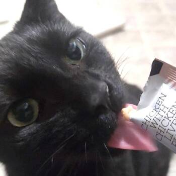Hazel -  Domestic Short Hair Cat for Adoption in Medina, Ohio - Hazel | PetCurious