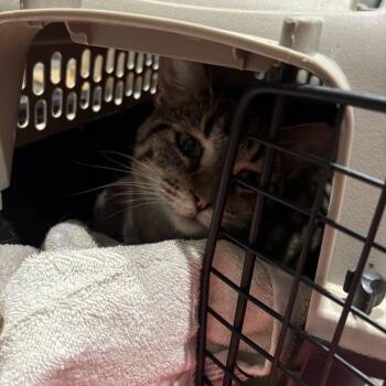 Domestic Short Hair Cats Available for Adoption - Tuna Turner | PetCurious